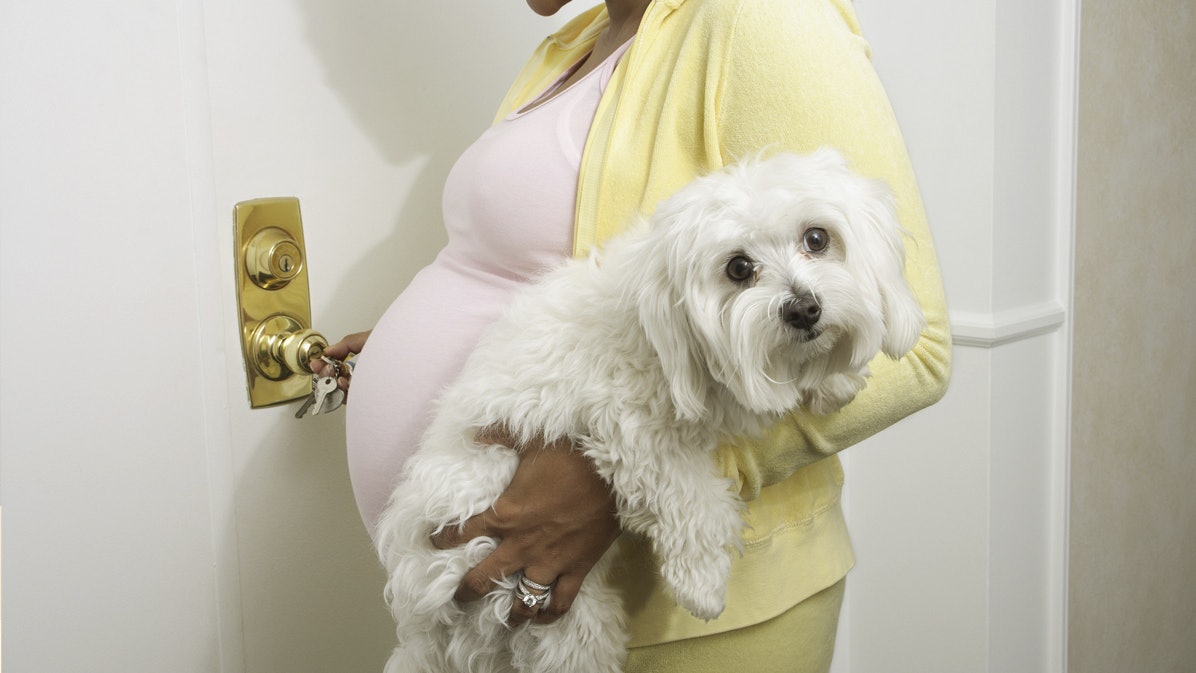 愛犬遭奶奶偷棄掉 懷胎3個月新抱嬲爆墮胎兼離婚 網民反應兩極 愛犬遭奶奶偷棄掉 懷胎3個月新抱嬲爆墮胎兼離婚 網民反應兩極