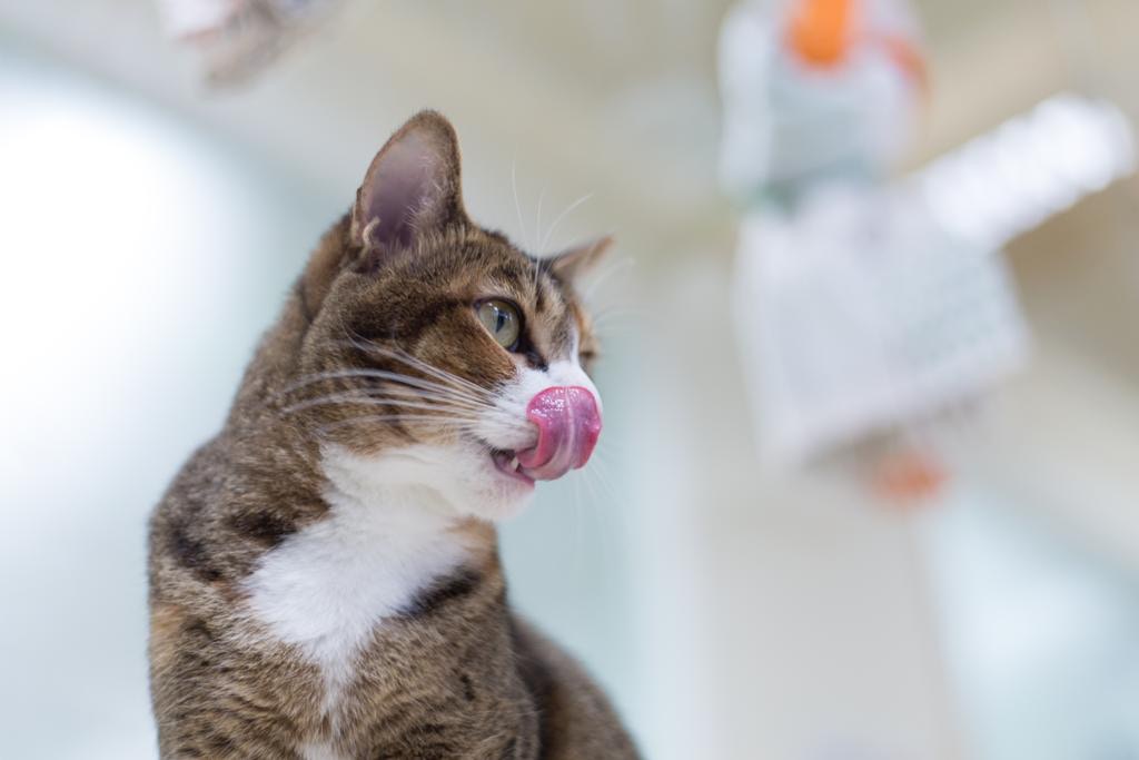 寵物過年 年花是貓咪毒藥 喵星人最怕的新年家居5大危機 香港01 寵物