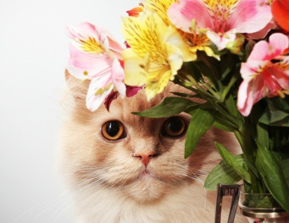 寵物過年 年花是貓咪毒藥 喵星人最怕的新年家居5大危機 香港01 寵物