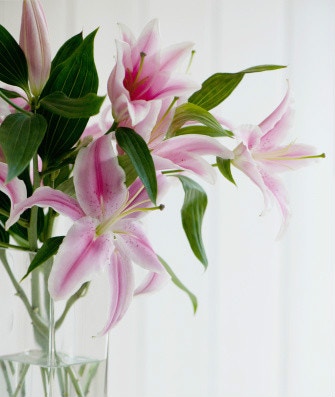 寵物過年 年花是貓咪毒藥 喵星人最怕的新年家居5大危機 香港01 寵物