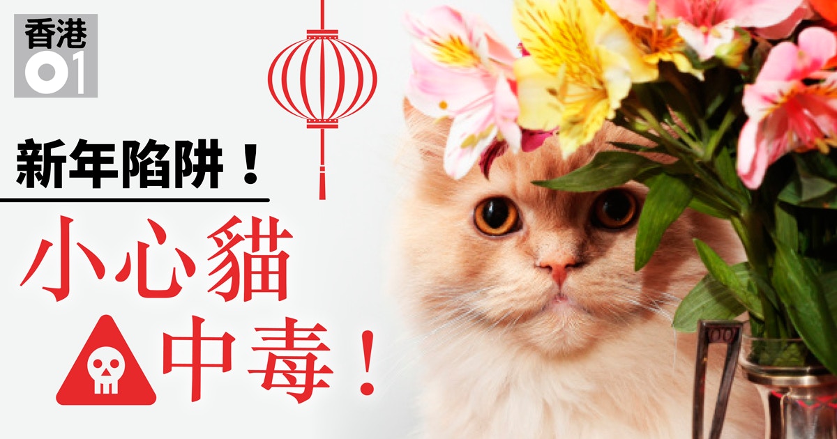 寵物過年 年花是貓咪毒藥 喵星人最怕的新年家居5大危機 香港01 寵物