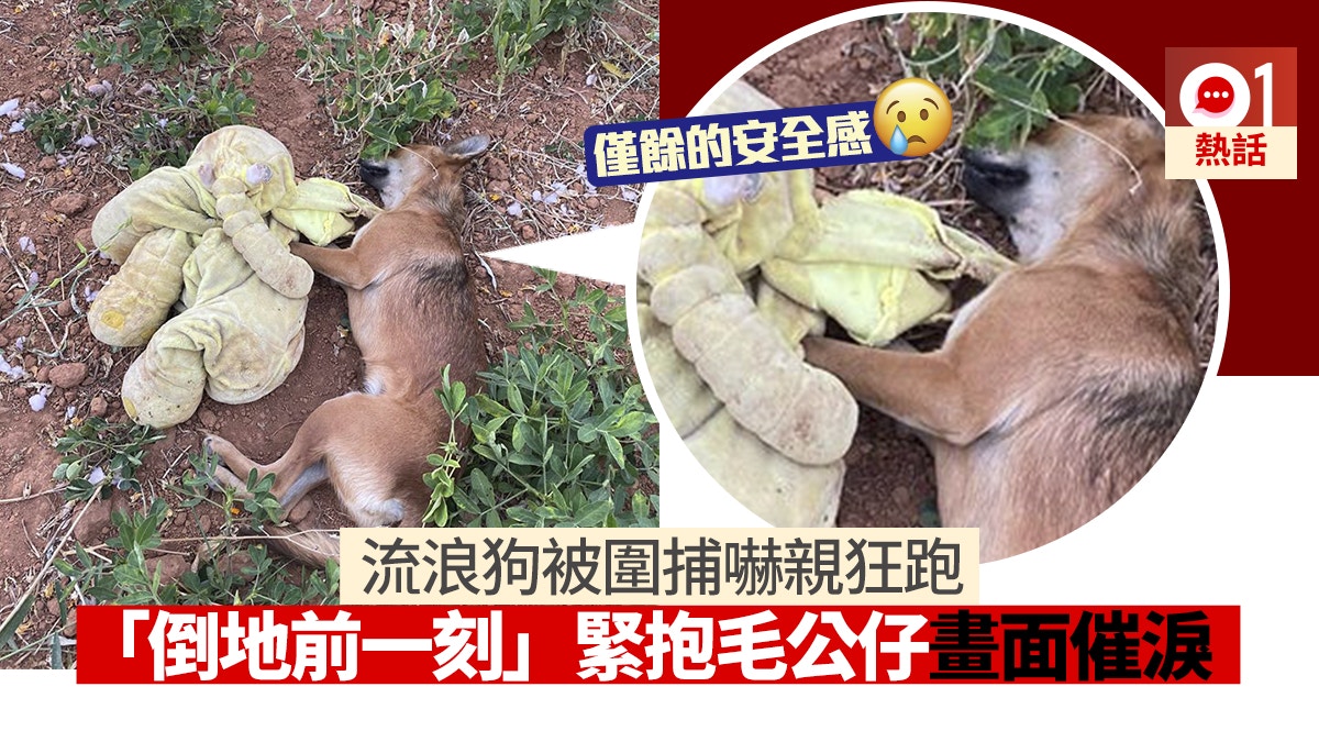 流浪狗被誘捕結紮倒地前一刻緊抱 佢 畫面心酸感動近萬人 香港01 熱爆話題