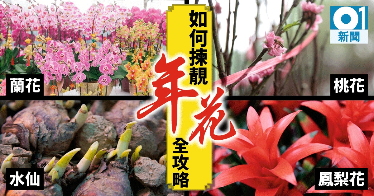 冬 暖花開減產三成業界 牡丹 百合 劍蘭花價貴一倍 香港01 社會新聞