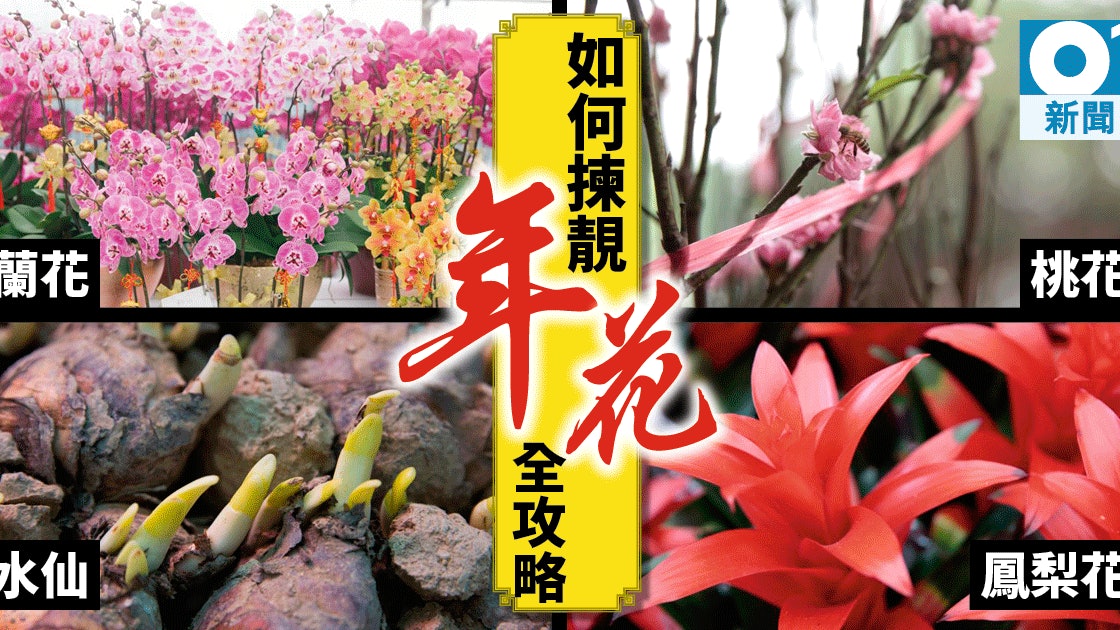 冬 暖花開減產三成業界 牡丹 百合 劍蘭花價貴一倍 香港01 社會新聞 冬 暖花開減產三成業界 牡丹 百合 劍蘭花價貴一倍 香港01 社會新聞