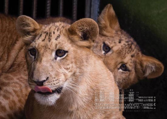 獅子+老虎+獅子=？ 海南動物園虎獅再混種或為中國首例