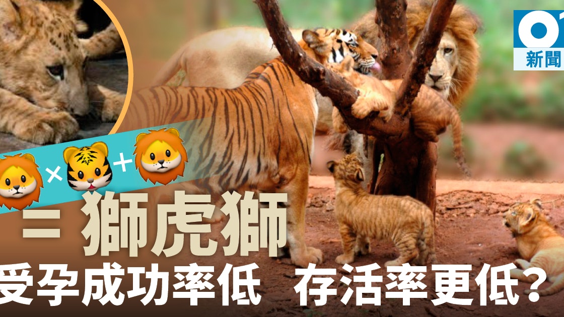 獅子 老虎 獅子 海南動物園虎獅再混種或為中國首例 香港01 中國