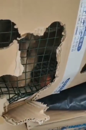 影片中,看到有兔子被放到籠裏,再以紙箱包裹。(fb「Funlala集運」影片截圖) 影片中,看到有兔子被放到籠裏,再以紙箱包裹。(fb「Funlala集運」影片截圖)