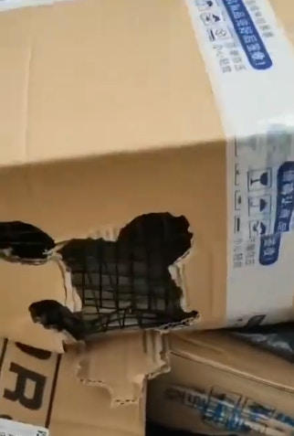 集運公司人員撕開紙皮,竟發現活兔。(fb「Funlala集運」影片截圖) 集運公司人員撕開紙皮,竟發現活兔。(fb「Funlala集運」影片截圖)