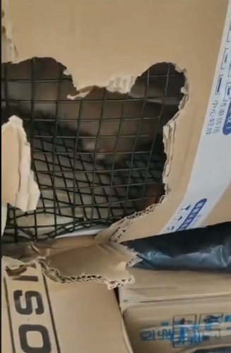 集運公司「Funlala」又慨嘆已不是第一次收到活的動物。(fb「Funlala集運」影片截圖) 集運公司「Funlala」又慨嘆已不是第一次收到活的動物。(fb「Funlala集運」影片截圖)