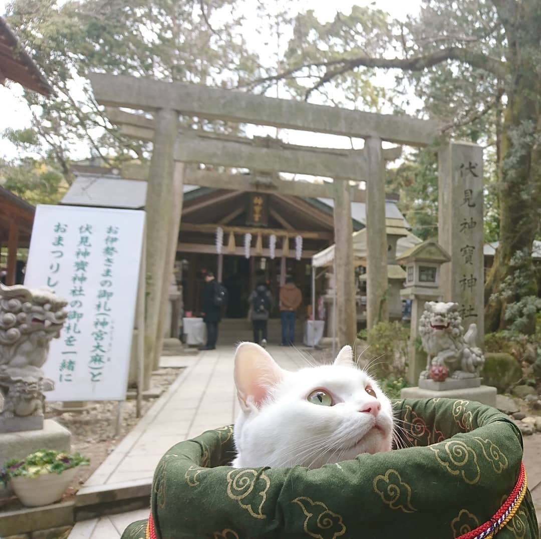 日本京都貓貓寺和尚住持佛像全是貓建造缘起一位絕世天才少年
