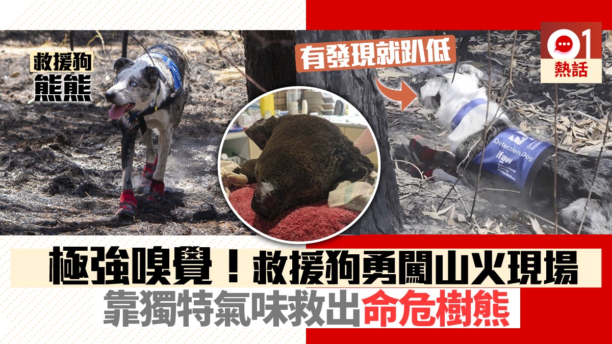 澳洲大火 性格活潑遭棄養狗狗受訓成拯救犬闖災區救樹熊 香港01 熱爆話題