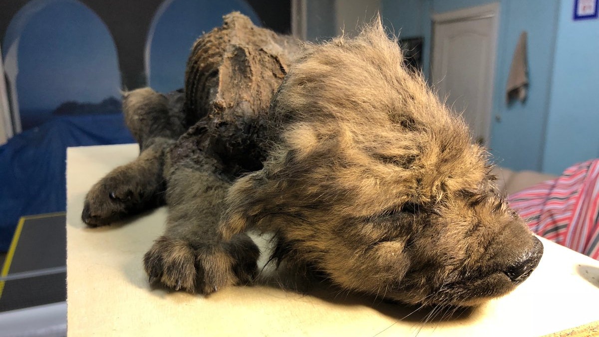 狗祖先 多戈 西伯利亞永久凍土埋了1 8萬年皮毛牙齒完好 狗祖先 多戈 西伯利亞永久凍土埋了1 8萬年皮毛牙齒完好