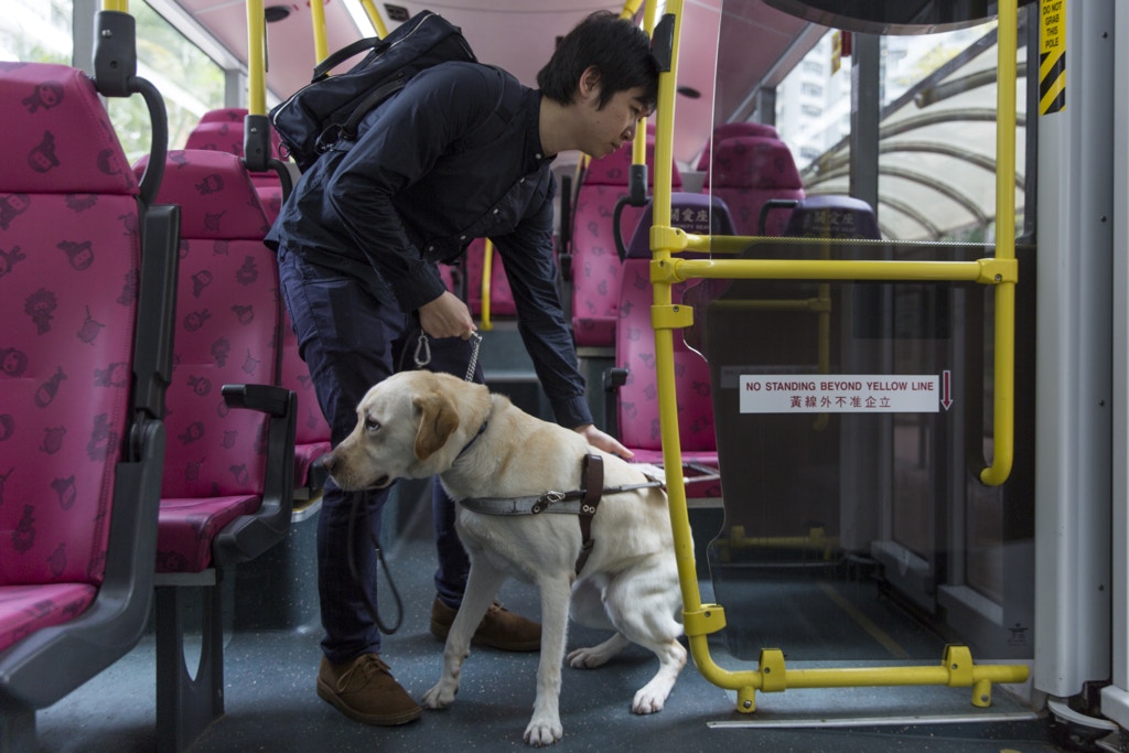寵物搭車 巴士港鐵電車統統無份細數公共交通的寵物政策 香港01 寵物