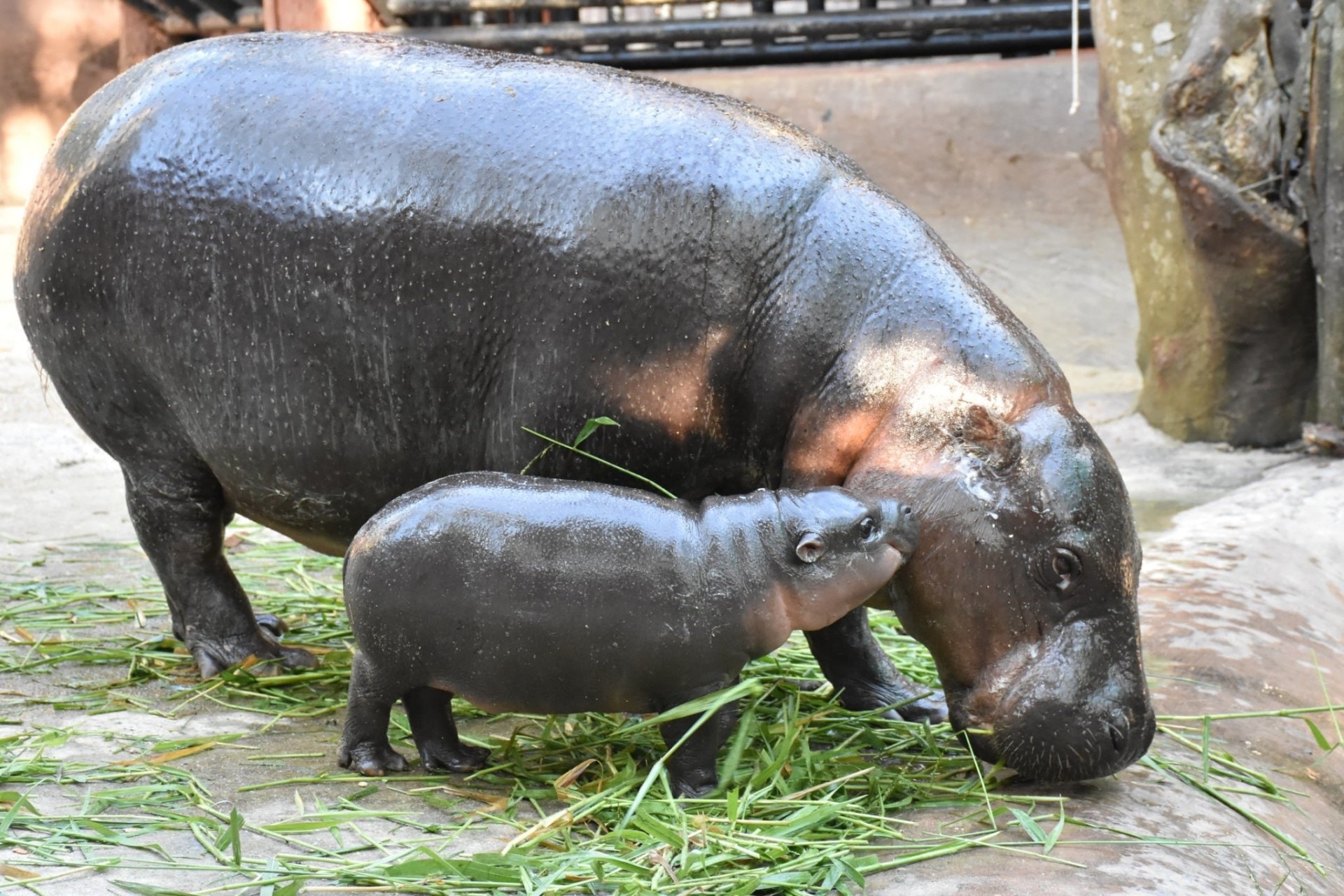 動物園河馬想逃走嚇壞遊客神勇保安 摸頭殺 擊退網民話玩命