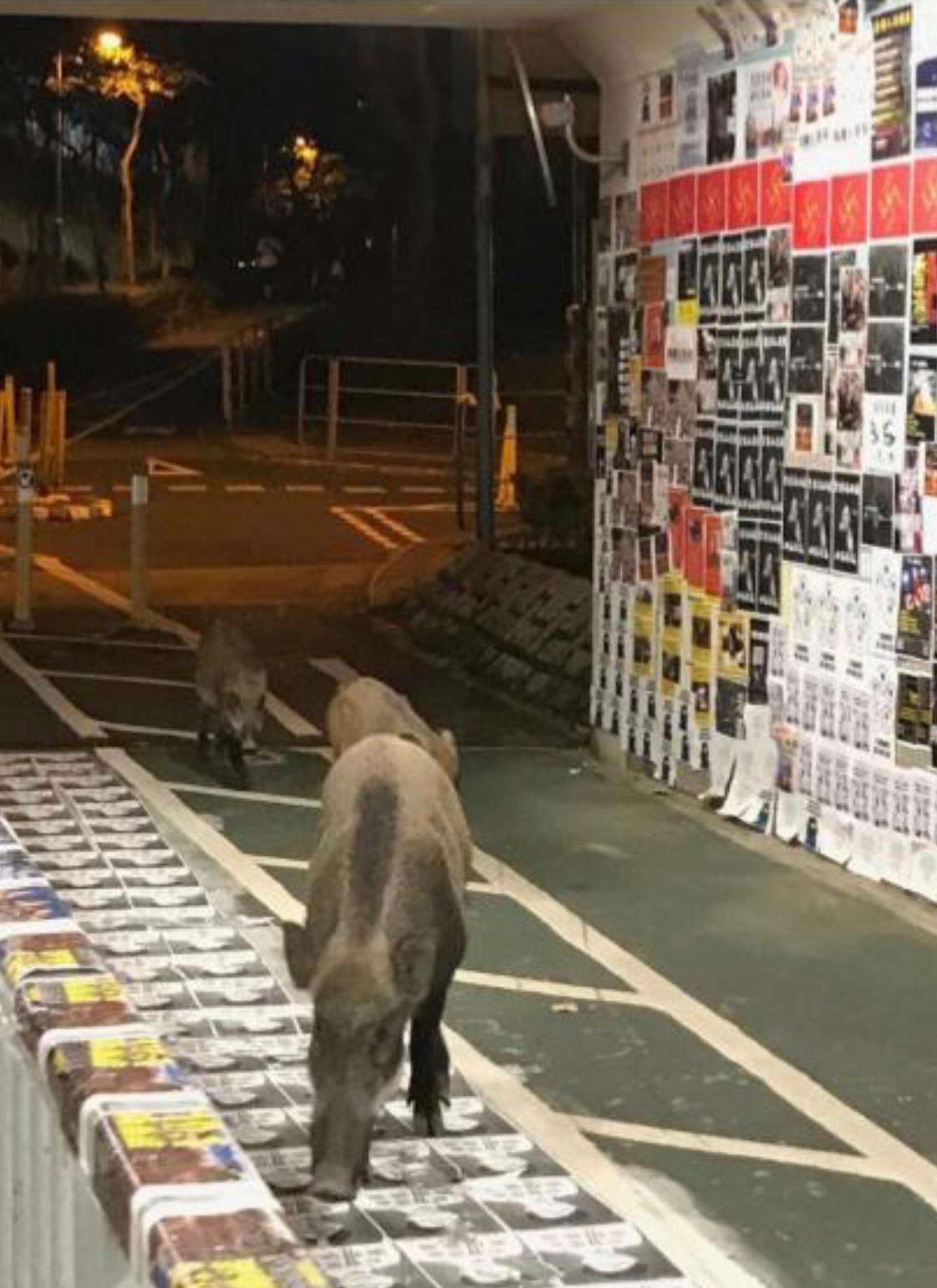 西貢區候任議員馮君安指,將軍澳區內的野豬由年中開始走近民居覓食,但他或因居民的動保意識有所提高,故未有太多街坊因此感到害怕。(馮君安Facebook截圖) 西貢區候任議員馮君安指,將軍澳區內的野豬由年中開始走近民居覓食,但他或因居民的動保意識有所提高,故未有太多街坊因此感到害怕。(馮君安Facebook截圖)