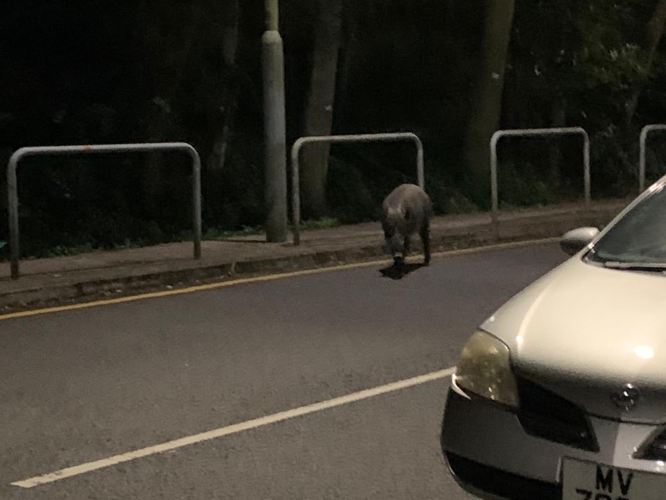 將軍澳陶樂路一帶不時有野豬出沒。(香港01記者攝) 將軍澳陶樂路一帶不時有野豬出沒。(香港01記者攝)