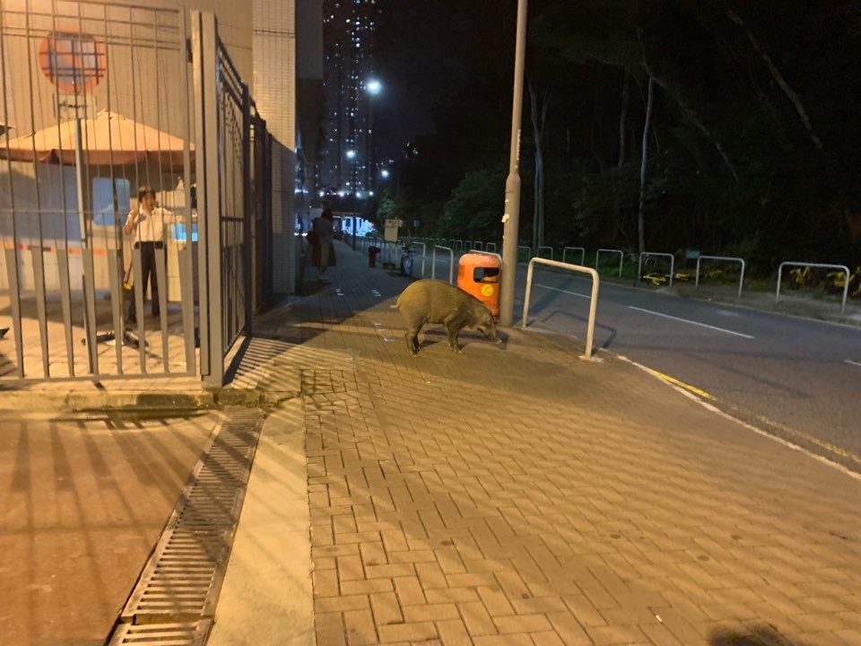 將軍澳陶樂路一帶不時有野豬出沒。(香港01記者攝) 將軍澳陶樂路一帶不時有野豬出沒。(香港01記者攝)