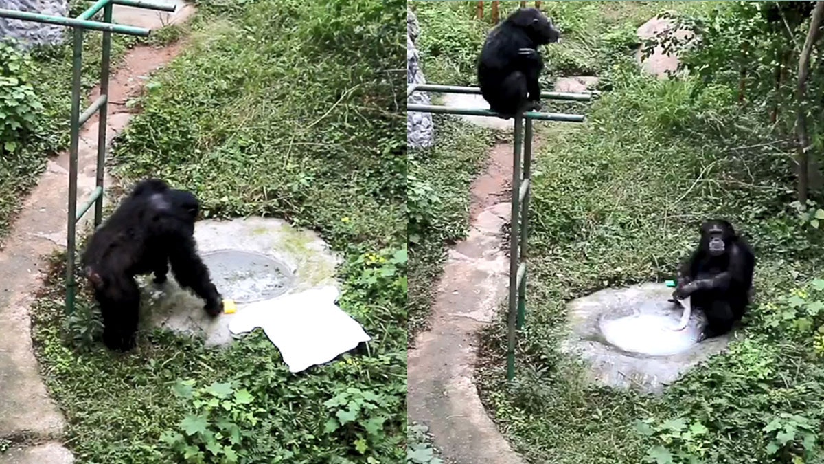 【趣一趣】重慶猩猩想洗衫? 飼養員擺陣實測 首次埋位竟好熟手 【趣一趣】重慶猩猩想洗衫? 飼養員擺陣實測 首次埋位竟好熟手