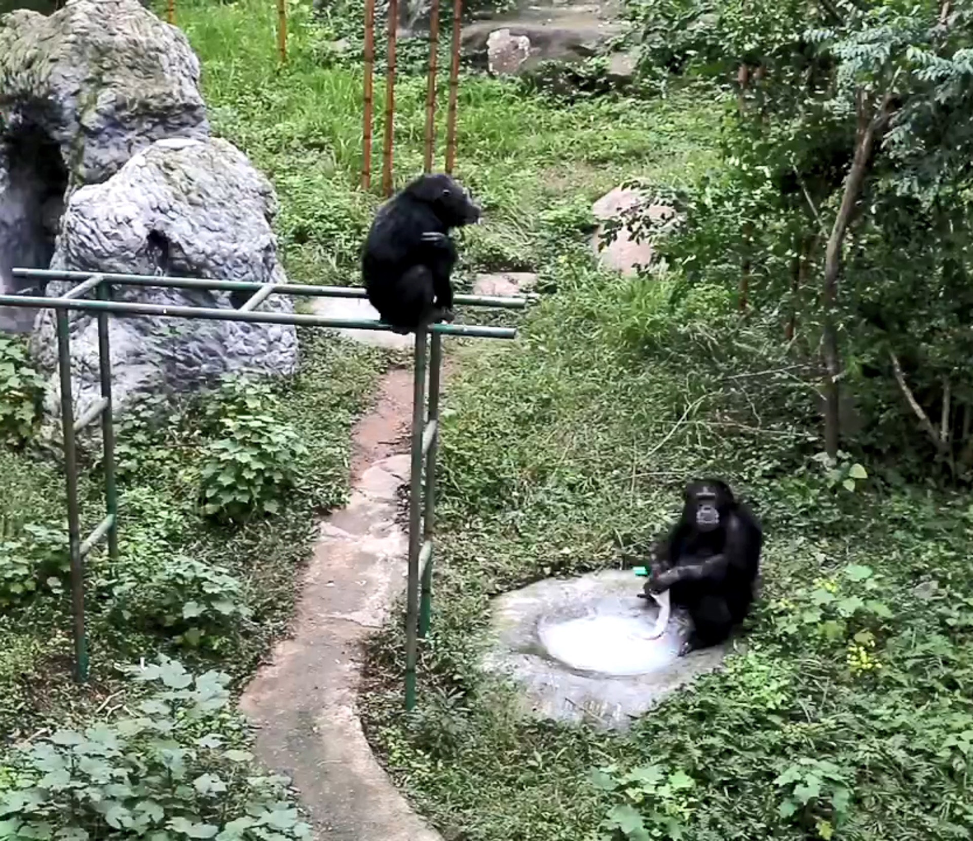 【洗衫雄猩】雄性猩猩見到水池旁有衣服和番梘,馬上衝過去洗衫,雌性猩猩就爬到架上觀看。(微博影片截圖) 【洗衫雄猩】雄性猩猩見到水池旁有衣服和番梘,馬上衝過去洗衫,雌性猩猩就爬到架上觀看。(微博影片截圖)