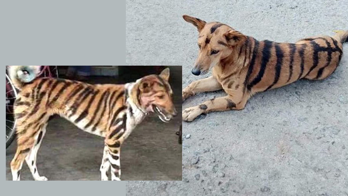 【趣一趣】猴子破壞農作物 印度農夫想出妙計「狗假虎威」 【趣一趣】猴子破壞農作物 印度農夫想出妙計「狗假虎威」