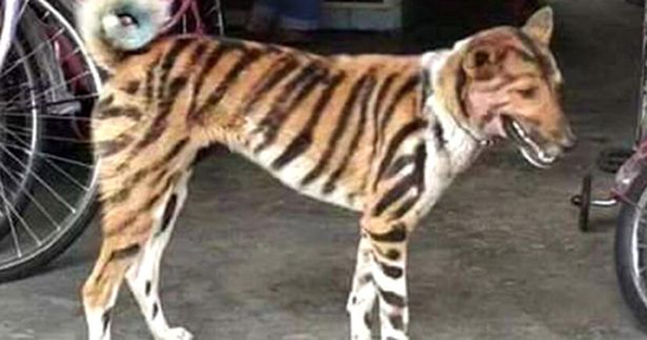 【趣一趣 #動物】印度農民高達為狗狗染上虎紋,希望藉此嚇走破壞農作物的猴子。(mangalpady twitter圖片) 【趣一趣 #動物】印度農民高達為狗狗染上虎紋,希望藉此嚇走破壞農作物的猴子。(mangalpady twitter圖片)