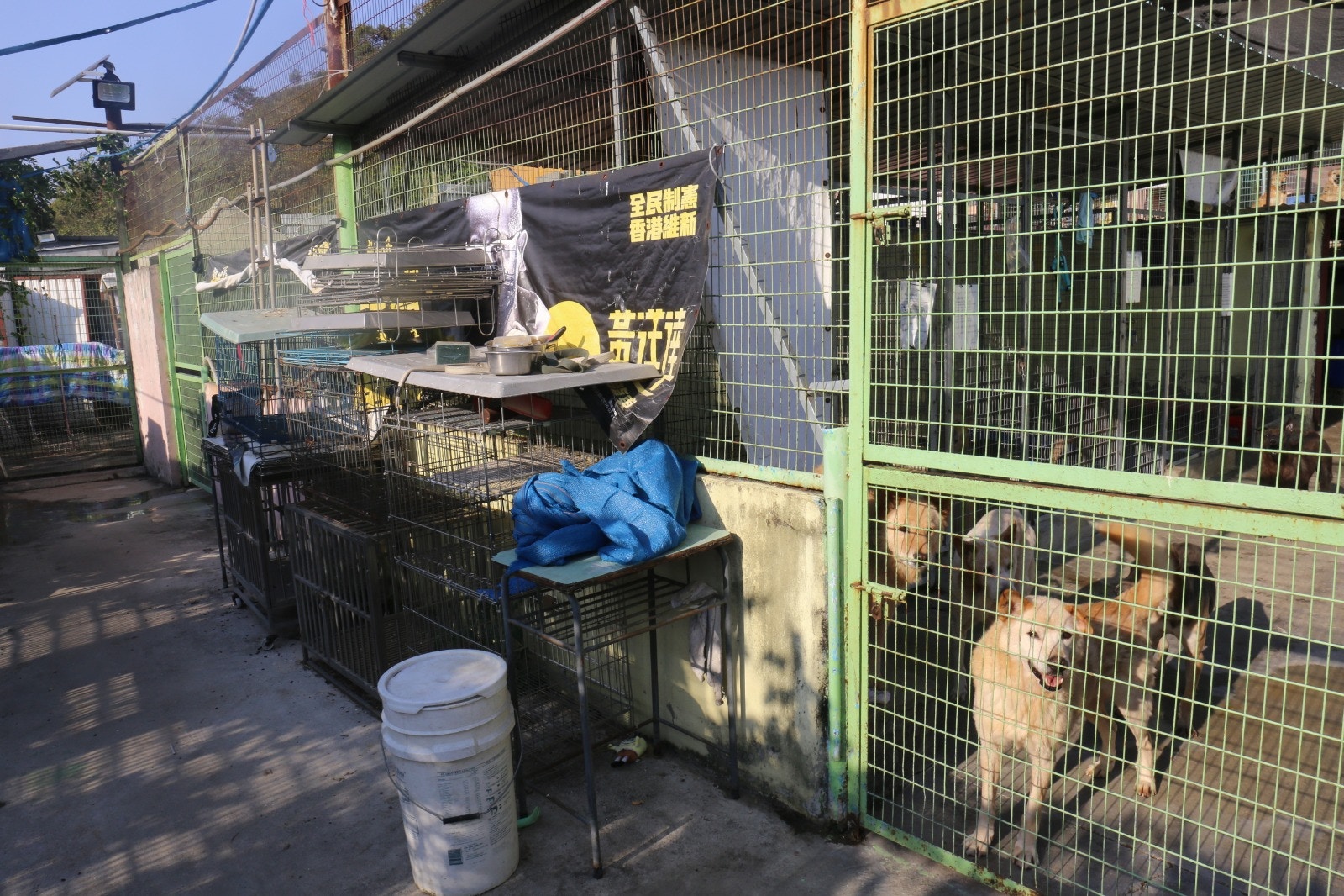 動物收容所佔地約2萬呎,現時場內共有約170隻貓狗。 動物收容所佔地約2萬呎,現時場內共有約170隻貓狗。