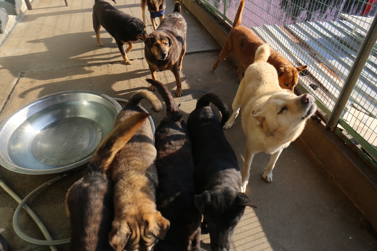 收容所內的貓狗,主要為Kelly及義工接收從棄養家庭的寵物,或在建築地盤、廢棄繁殖場中拯救而來。 收容所內的貓狗,主要為Kelly及義工接收從棄養家庭的寵物,或在建築地盤、廢棄繁殖場中拯救而來。