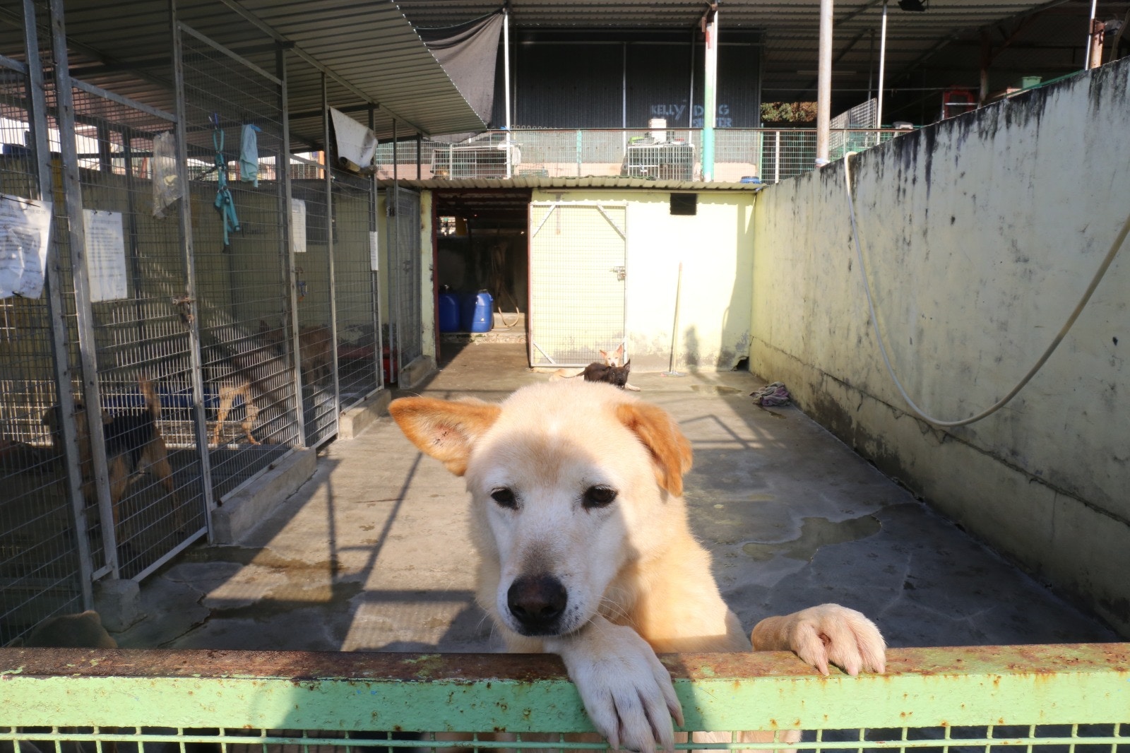 Kelly指,現時每月大約會有18至20隻唐狗被領養,而剩下的多數為年邁的狗隻。 Kelly指,現時每月大約會有18至20隻唐狗被領養,而剩下的多數為年邁的狗隻。