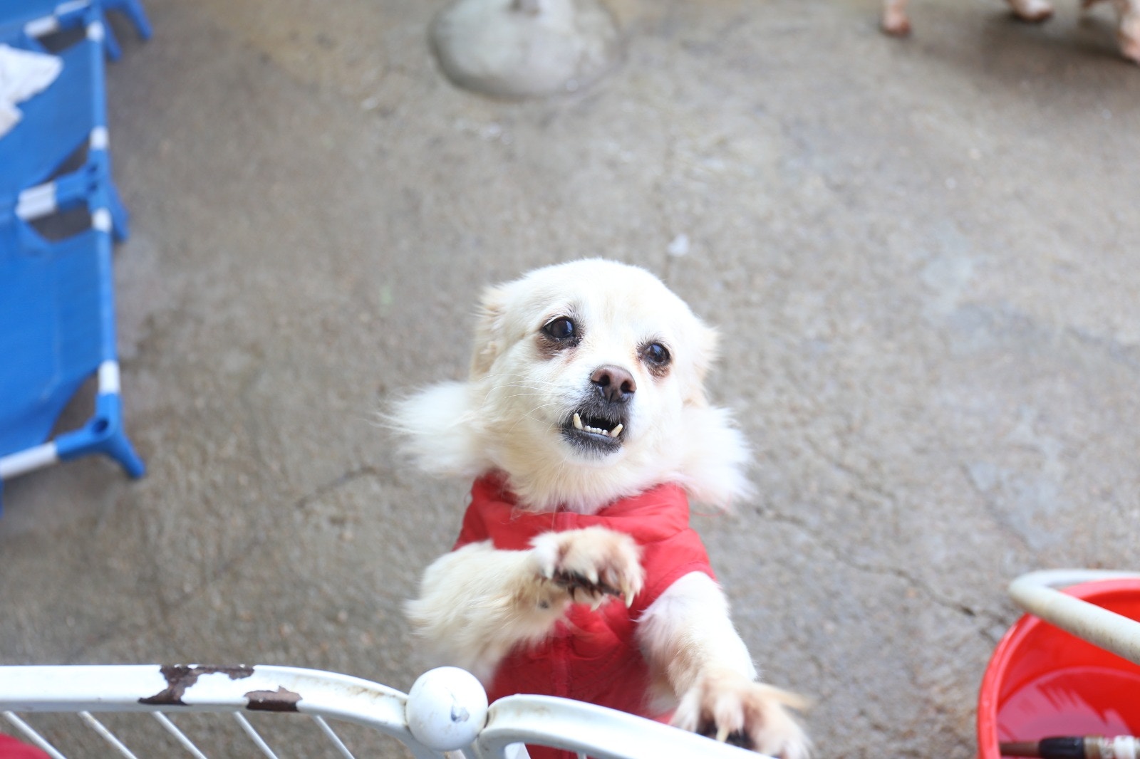 「我們希望提供一個中途站給這些流浪動物,如果牠們找到新家庭就最好不過,如果不行就讓牠們在這裡有個安樂窩養老。」Kelly說。 「我們希望提供一個中途站給這些流浪動物,如果牠們找到新家庭就最好不過,如果不行就讓牠們在這裡有個安樂窩養老。」Kelly說。