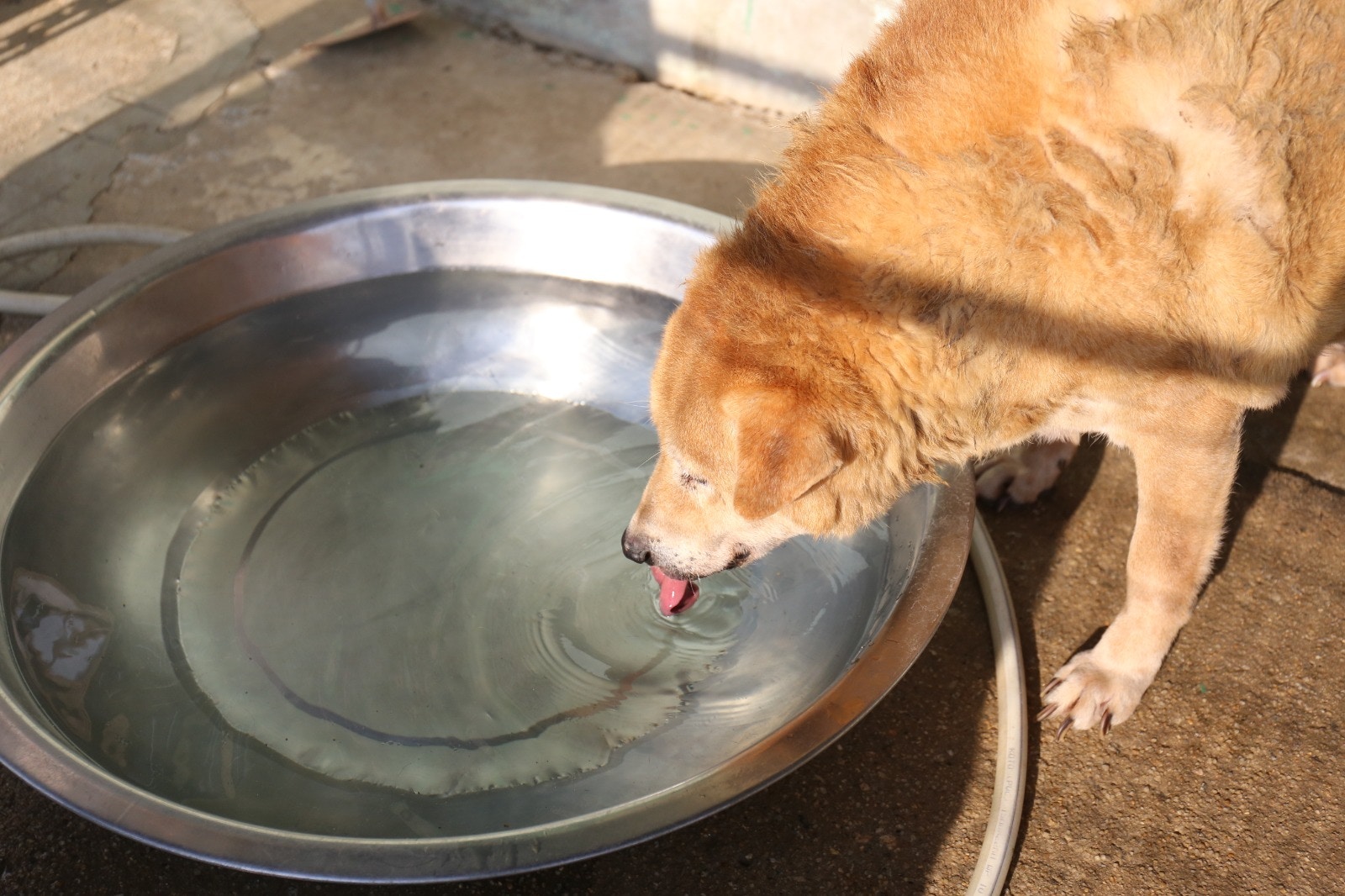 Kelly指,現時每月大約會有18至20隻唐狗被領養,而剩下的多數為年邁的狗隻。 Kelly指,現時每月大約會有18至20隻唐狗被領養,而剩下的多數為年邁的狗隻。