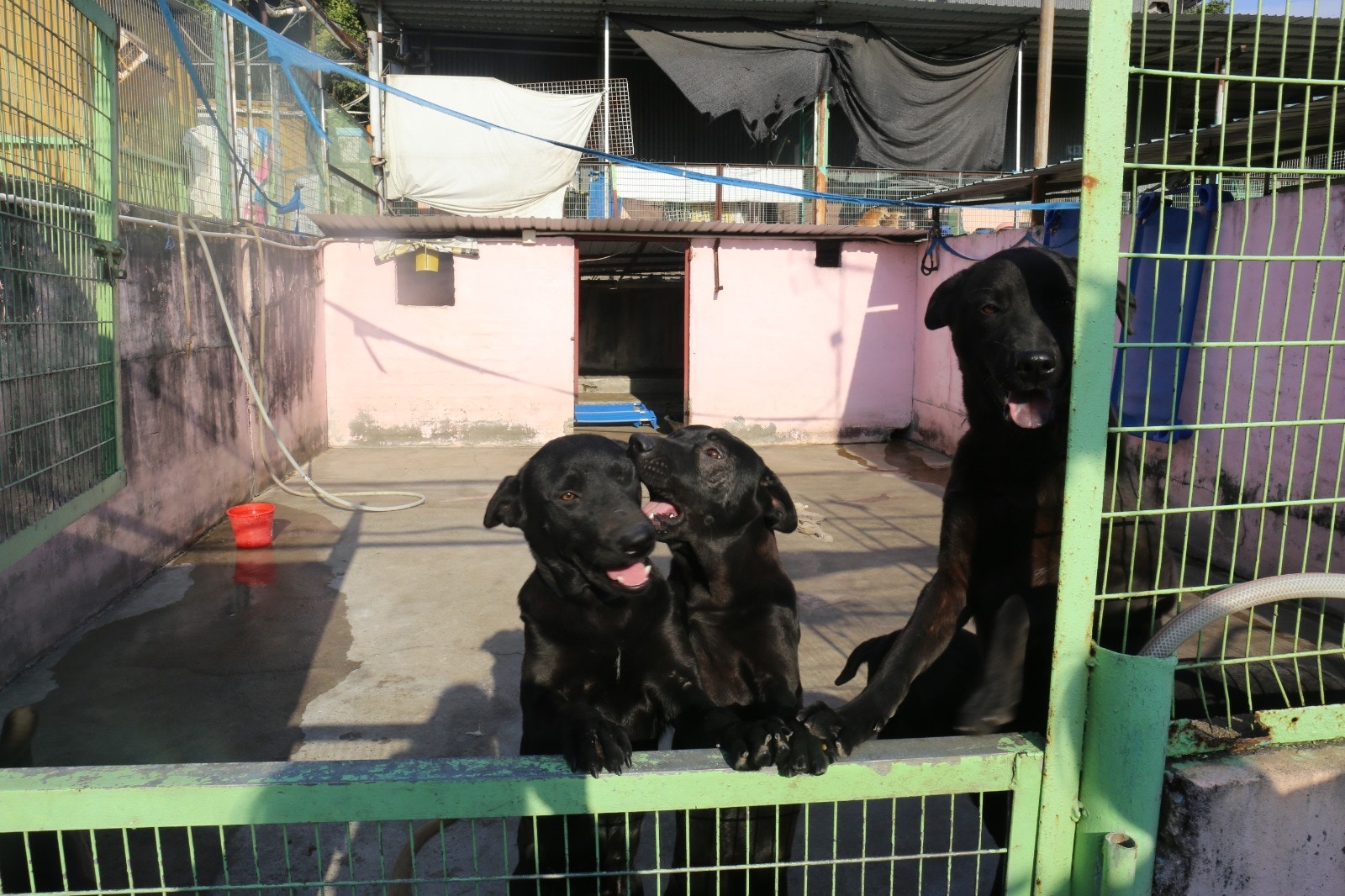 Kelly目前呼籲有心人協助幫忙搬置收容所物資及到新場地作好預備工作。 Kelly目前呼籲有心人協助幫忙搬置收容所物資及到新場地作好預備工作。