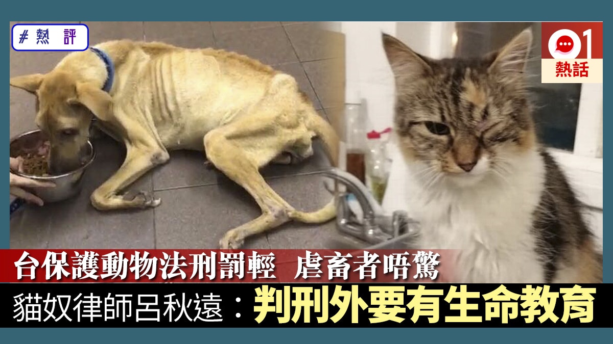 台常爆殘酷虐待動物案貓奴呂秋遠 加強刑罰外 生命教育更重要 香港01 熱爆話題