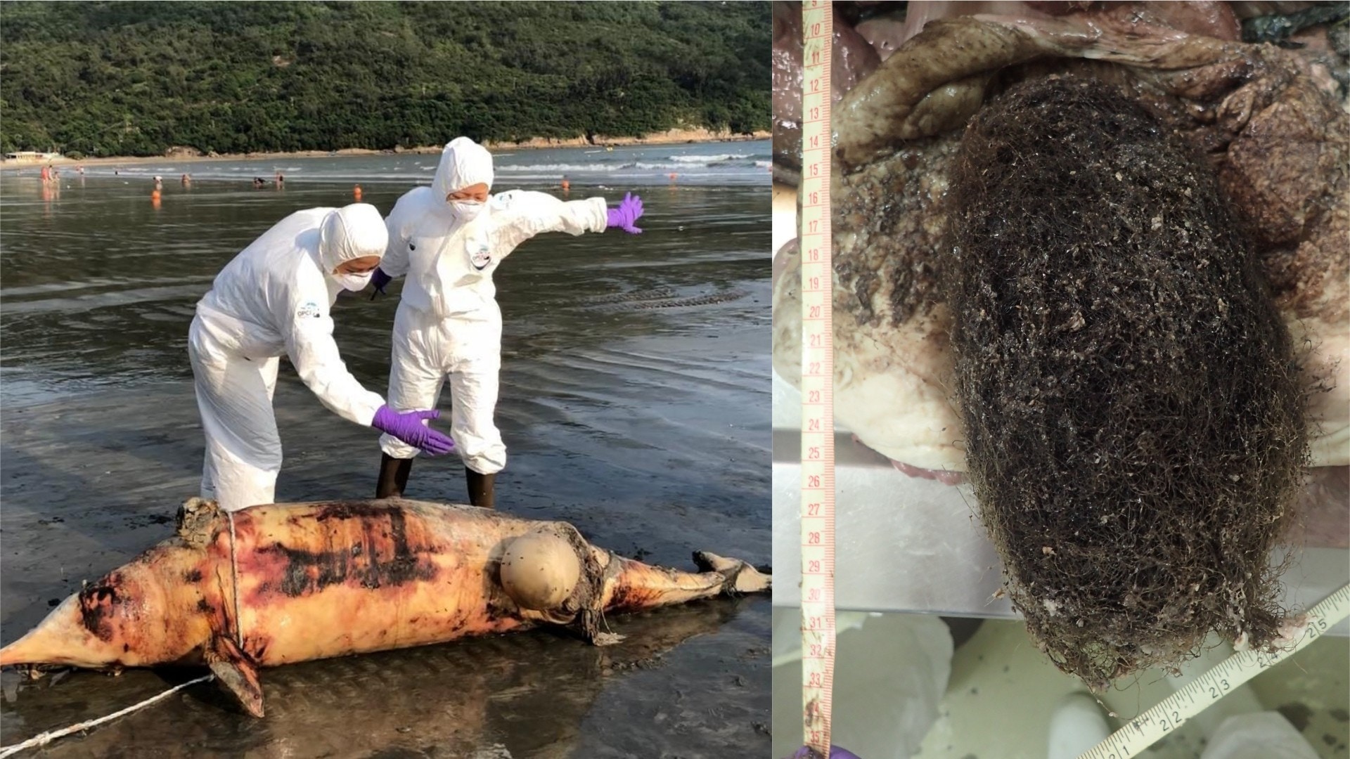 鯨豚擱淺歷年最多　「鬼網」塞滿胃部　垃圾致營養不足、骨質疏鬆