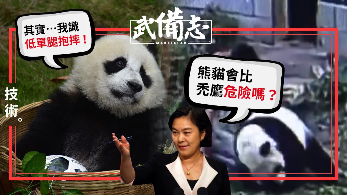 【變變變生命力】華春瑩說熊貓不比禿鷹危險 殊不知牠是摔跤高手 【變變變生命力】華春瑩說熊貓不比禿鷹危險 殊不知牠是摔跤高手