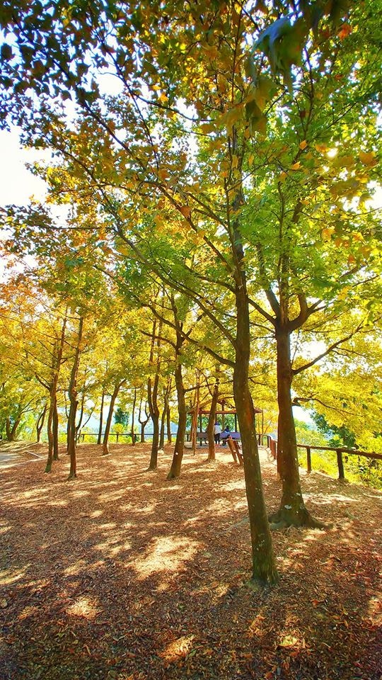 元朗大棠行山 進入賞紅葉最佳時機訪千島湖清景台睇靚景 香港01 即時體育
