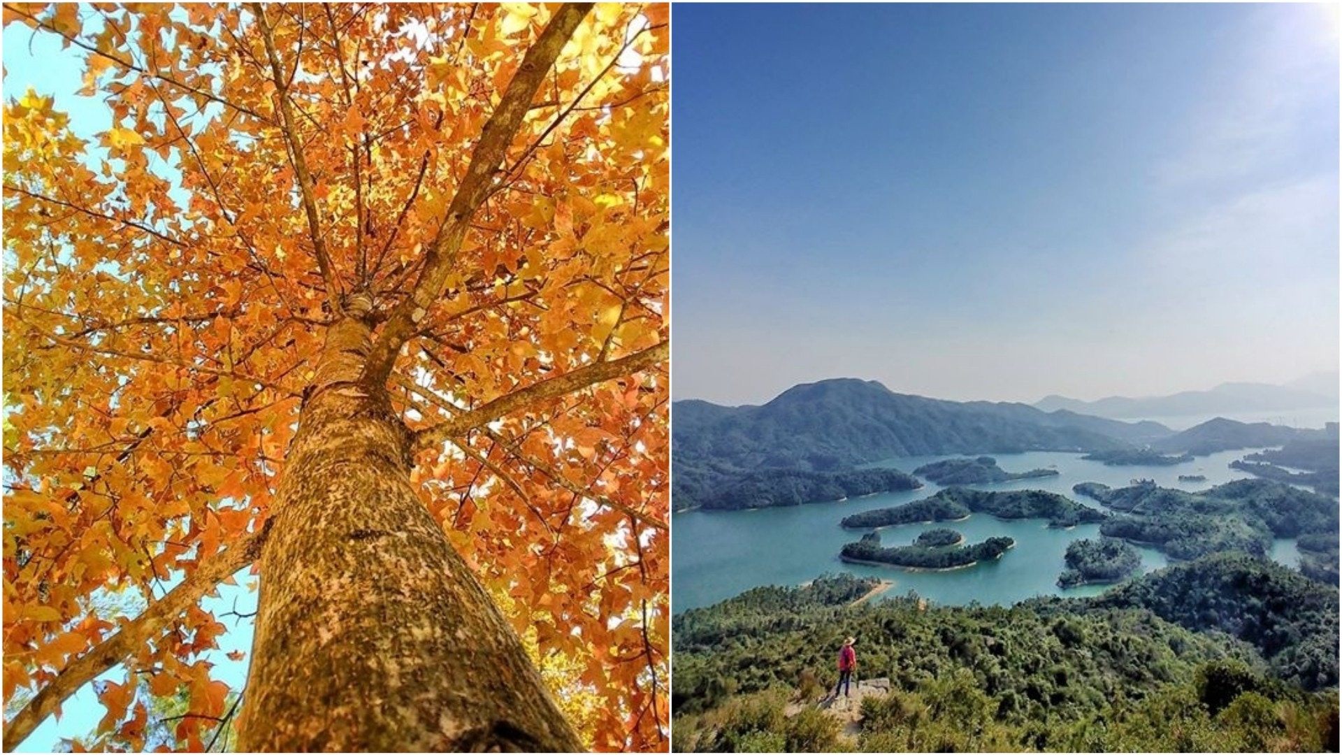 【元朗大棠行山】進入賞紅葉最佳時機　訪千島湖清景台睇靚景