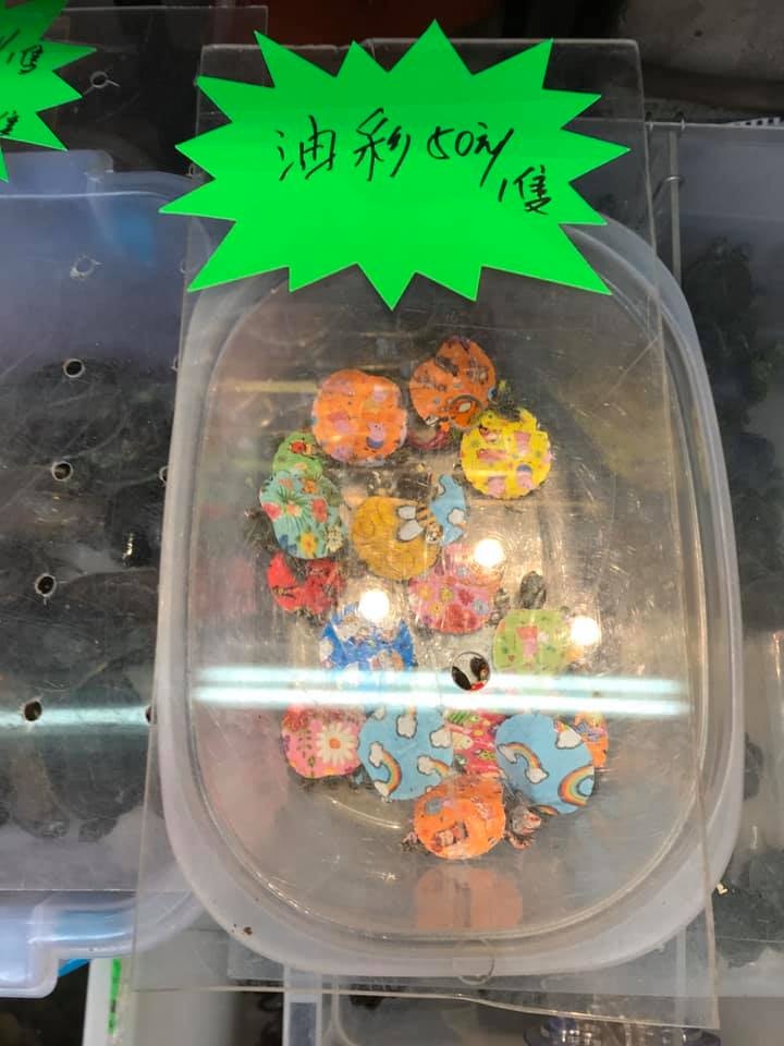 該些七彩龜標價50元一隻。(FB「香港自然生態論壇 HKWildlife.net」圖片) 該些七彩龜標價50元一隻。(FB「香港自然生態論壇 HKWildlife.net」圖片)