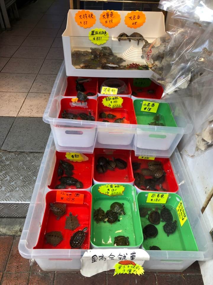店舖內只見到有普通的烏龜。(鄧詠中攝) 店舖內只見到有普通的烏龜。(鄧詠中攝)