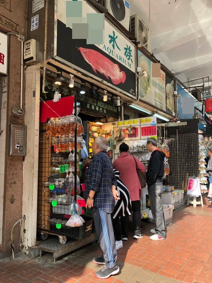 記者以顧客身份在其中一間向店員詢問,店員起初表示「冇貨,要等老細返嚟」,其後該店店主出現,卻表示人工有色龜「唔賣得」。(鄧詠中攝) 記者以顧客身份在其中一間向店員詢問,店員起初表示「冇貨,要等老細返嚟」,其後該店店主出現,卻表示人工有色龜「唔賣得」。(鄧詠中攝)