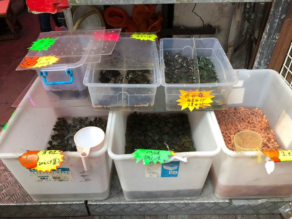 今午約12時,該處舖面並沒見到有油漆龜售賣。(鄧詠中攝) 今午約12時,該處舖面並沒見到有油漆龜售賣。(鄧詠中攝)