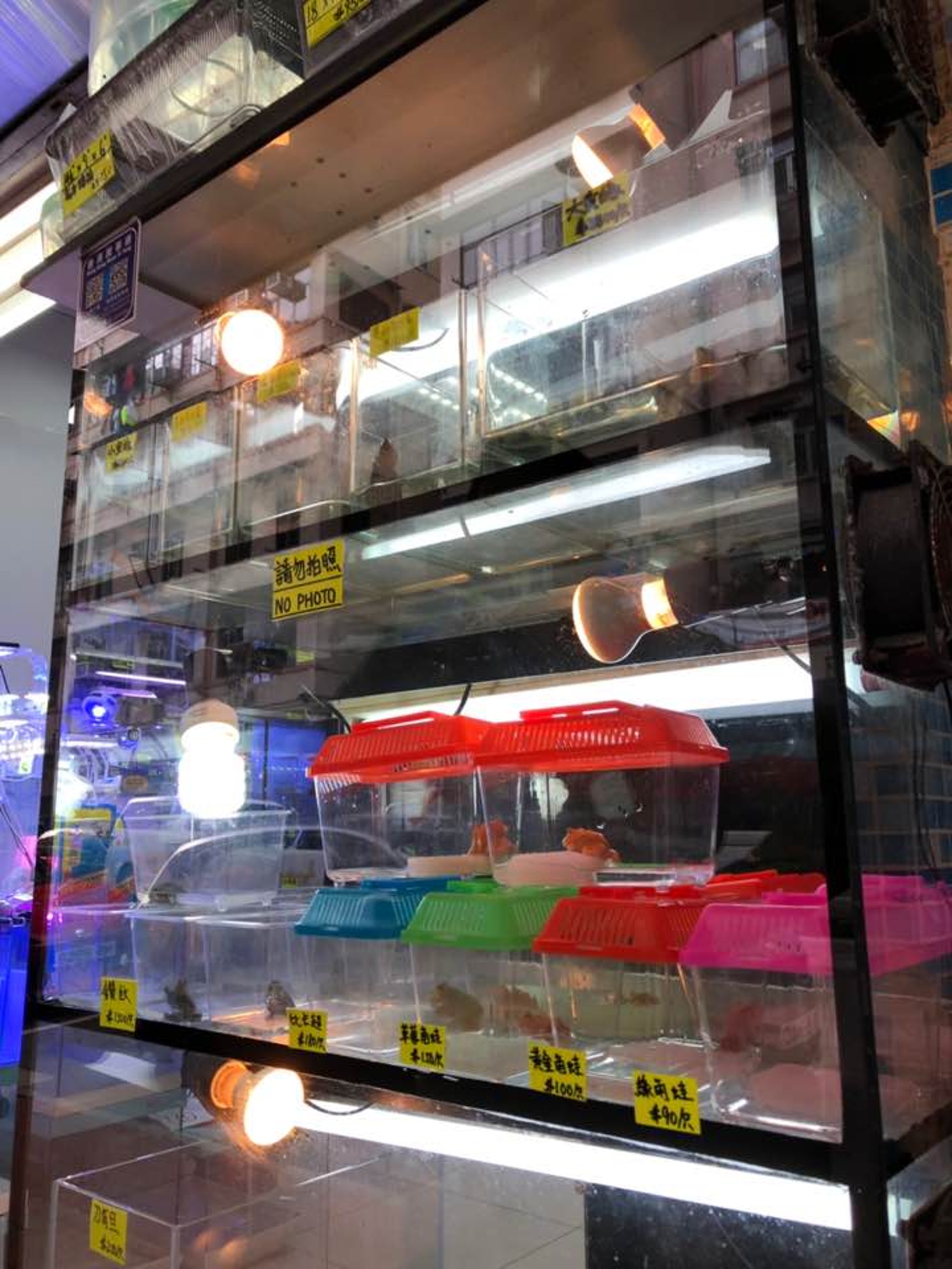 有指除了油漆龜,亦有店舖擅自岀售海龜等瀕危動物。(鄧詠中攝) 有指除了油漆龜,亦有店舖擅自岀售海龜等瀕危動物。(鄧詠中攝)