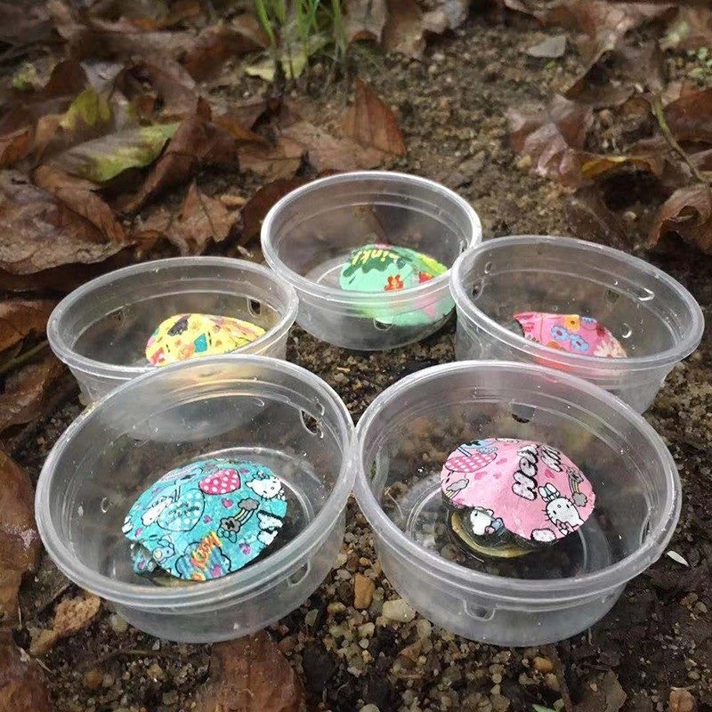 內地網站不時見有「七彩龜」售賣,從相片可見,除了龜殼之外,部分油漆還沾上烏龜的頭、眼及爪。(網上圖片) 內地網站不時見有「七彩龜」售賣,從相片可見,除了龜殼之外,部分油漆還沾上烏龜的頭、眼及爪。(網上圖片)