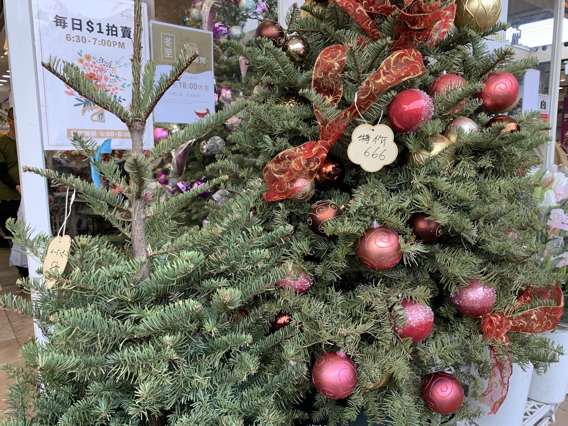 花墟有不少聖誕樹待沽。(曾凱欣攝) 花墟有不少聖誕樹待沽。(曾凱欣攝)
