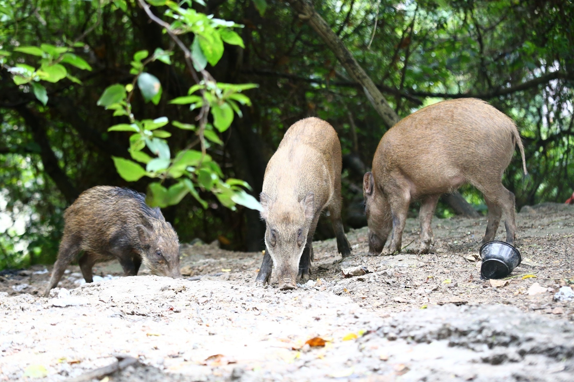 研究認為,食物是令野豬進入中西區市區的主要誘因。(資料圖片/魯嘉裕攝) 研究認為,食物是令野豬進入中西區市區的主要誘因。(資料圖片/魯嘉裕攝)