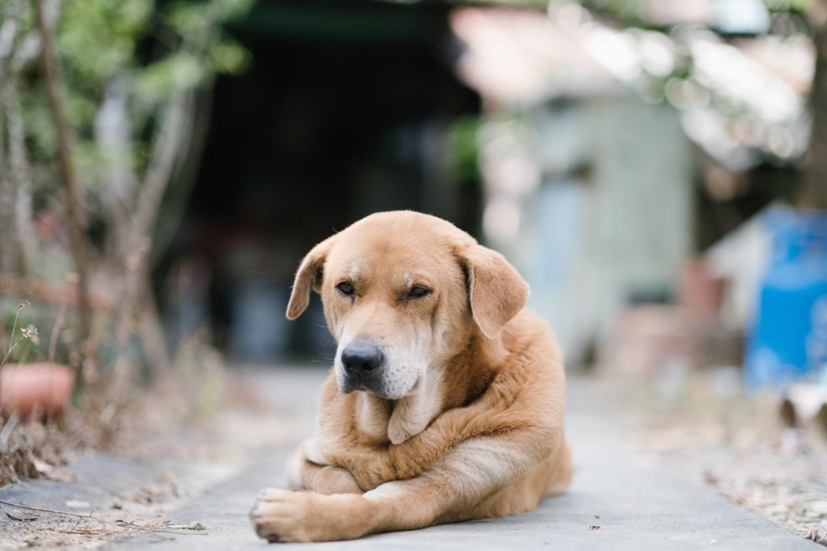 阿財除了小時候因頑皮而被棠叔教訓了一頓外,大部份時間都乖巧聽話。(盧翊銘攝) 阿財除了小時候因頑皮而被棠叔教訓了一頓外,大部份時間都乖巧聽話。(盧翊銘攝)