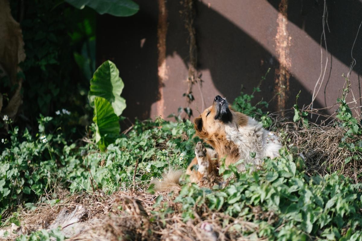 古洞有一批社區動物在外生活,收地在即,牠們將失去家園。(盧翊銘攝) 古洞有一批社區動物在外生活,收地在即,牠們將失去家園。(盧翊銘攝)