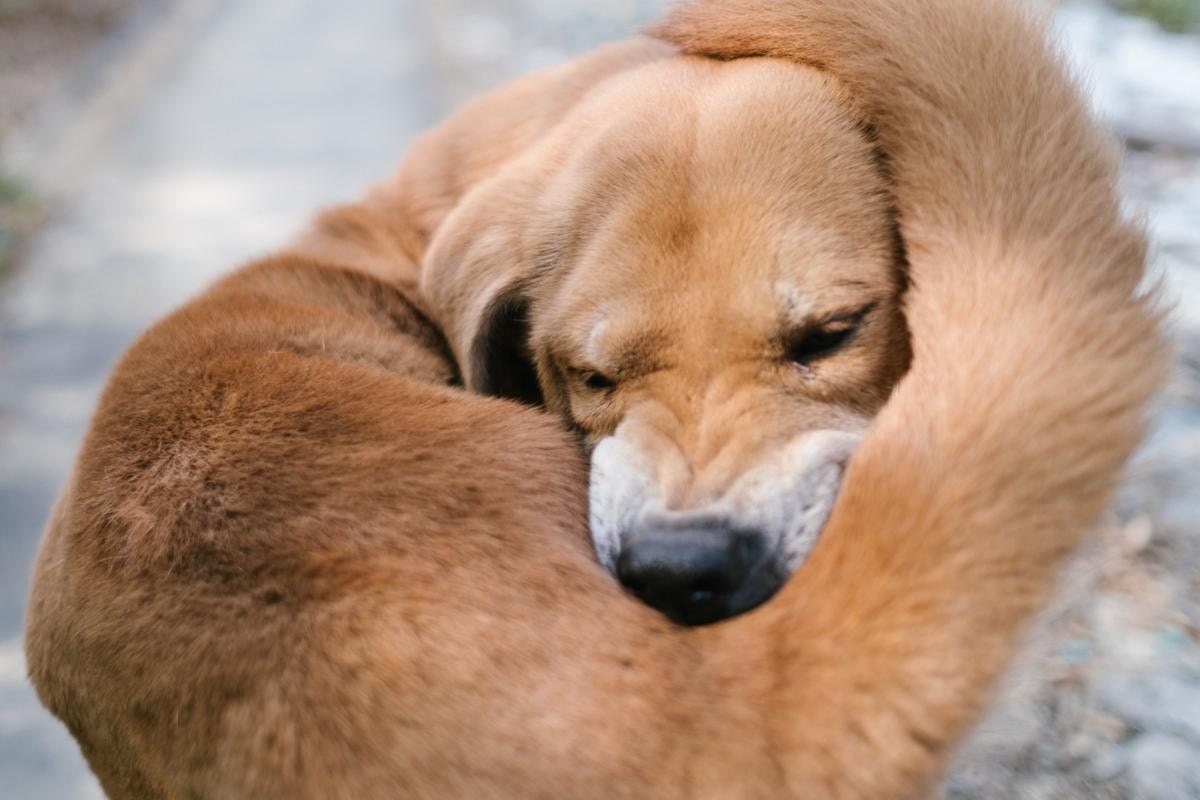 當年六斤重的小狗,已變成一隻十歲大狗。(盧翊銘攝) 當年六斤重的小狗,已變成一隻十歲大狗。(盧翊銘攝)