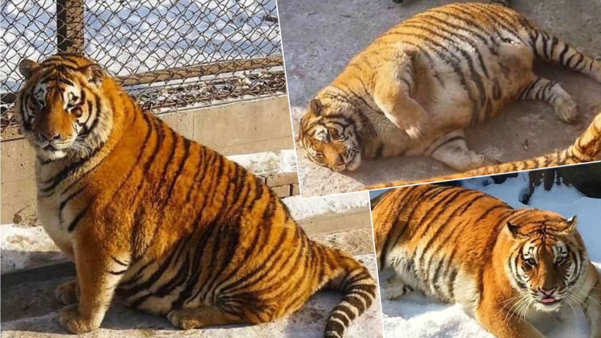 老虎過年也變肥 哈爾濱東北虎林園被質疑過度餵食 老虎過年也變肥 哈爾濱東北虎林園被質疑過度餵食