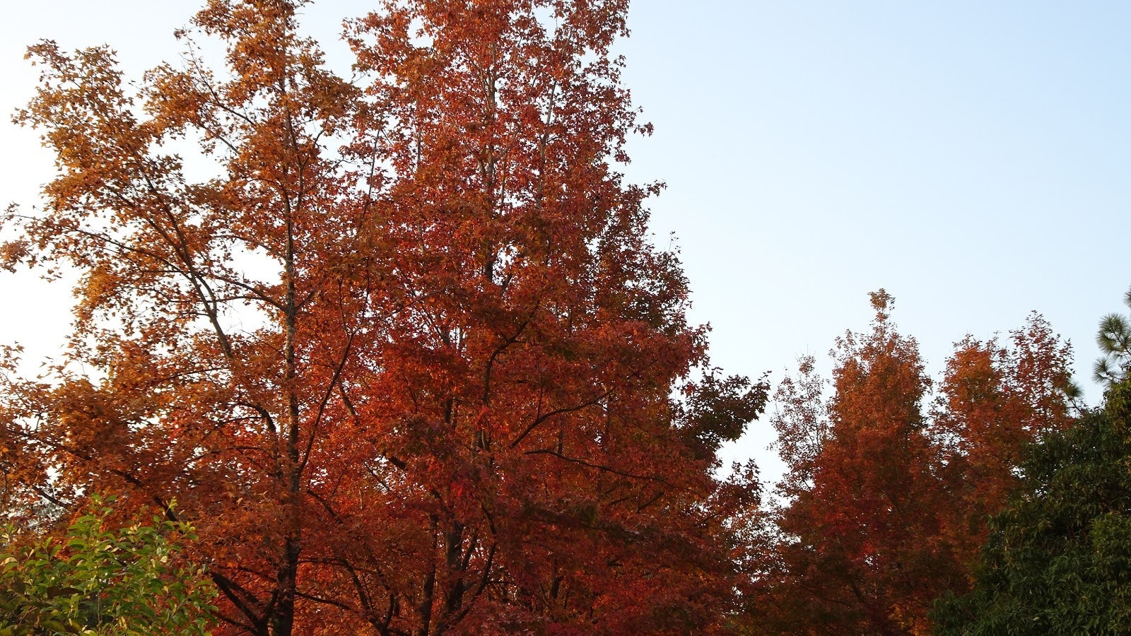 【大棠紅葉行山路線】行元荃古道至元朗楓香林 折回深井下山 【大棠紅葉行山路線】行元荃古道至元朗楓香林 折回深井下山
