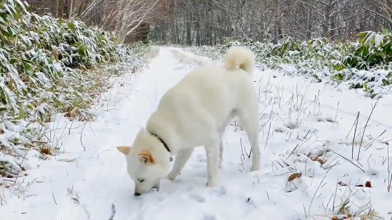 趣一趣 哥基腳太短深陷雪地只剩半個頭一步一步跳躍前進 香港01 熱爆話題 趣一趣 哥基腳太短深陷雪地只剩半個頭一步一步跳躍前進 香港01 熱爆話題